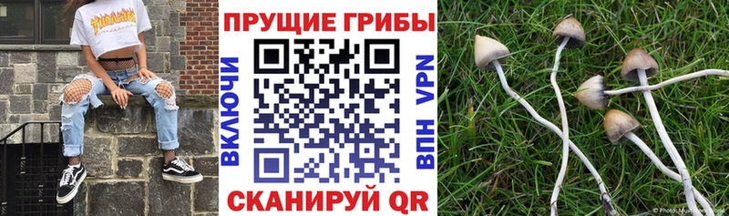 дарнет шоп  Багратионовск  Псилоцибиновые грибы мухоморы 